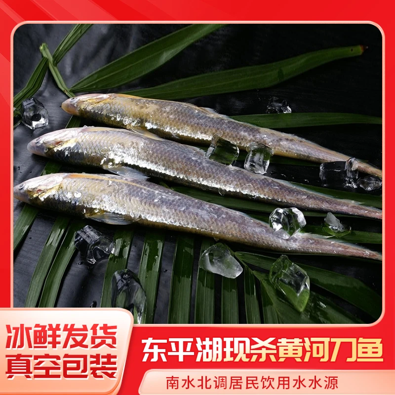 东平湖野生黄河刀鱼活鱼现杀冷链冰冻速运可油炸