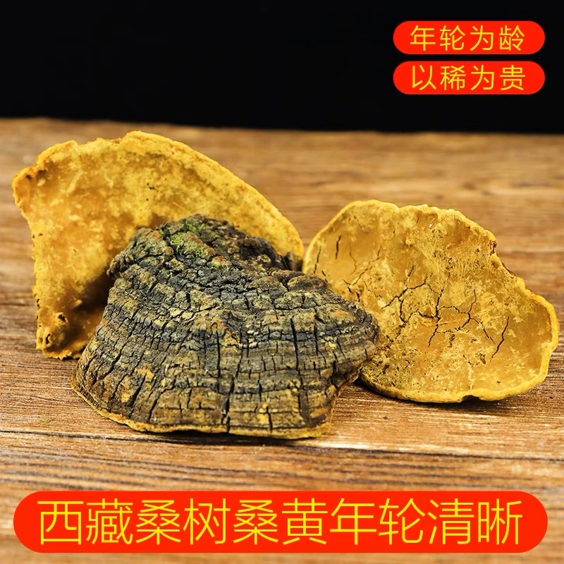 ·西藏桑黄 泡水 泡酒 煲汤 西藏特色正宗食用不切片
