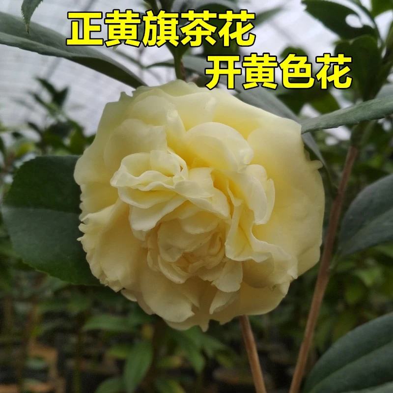 正黄旗茶花盆栽开纯黄色花阳台奇特名贵品种绿植花卉好看好养开花