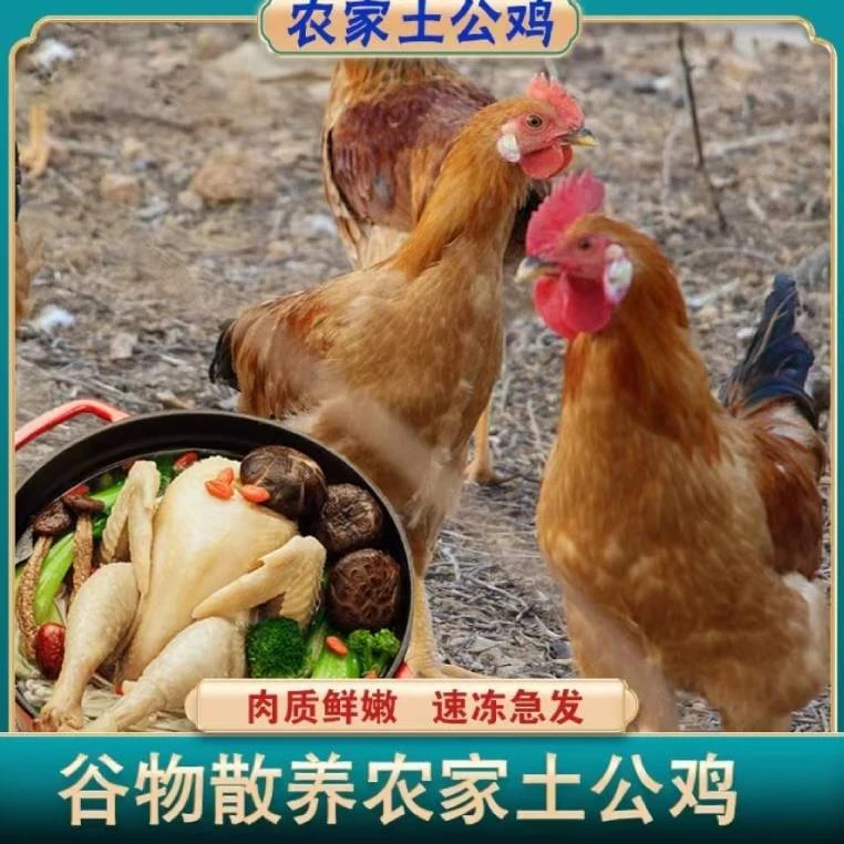 【4只12斤童子鸡】农村散养童子鸡小公鸡未打鸣4只净重6-7斤