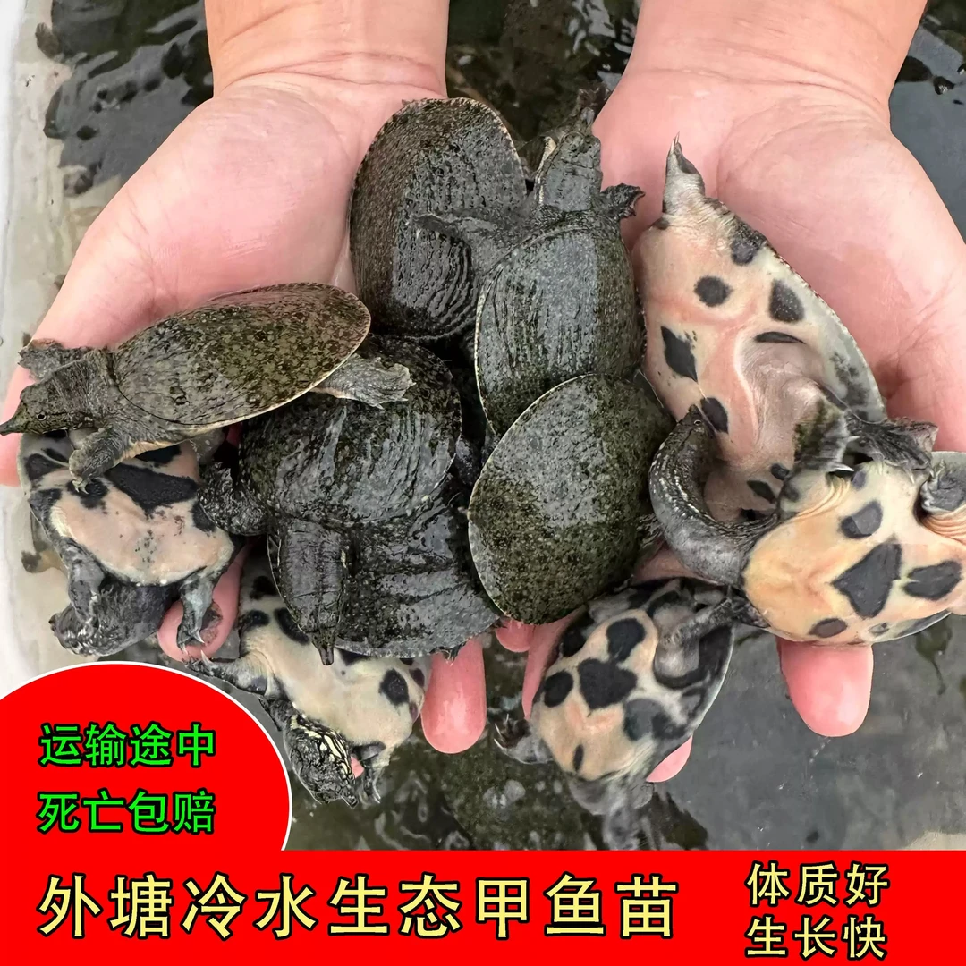 【1两-1斤外塘甲鱼苗】生态养殖鳖苗生态养殖甲鱼苗水鱼团鱼苗