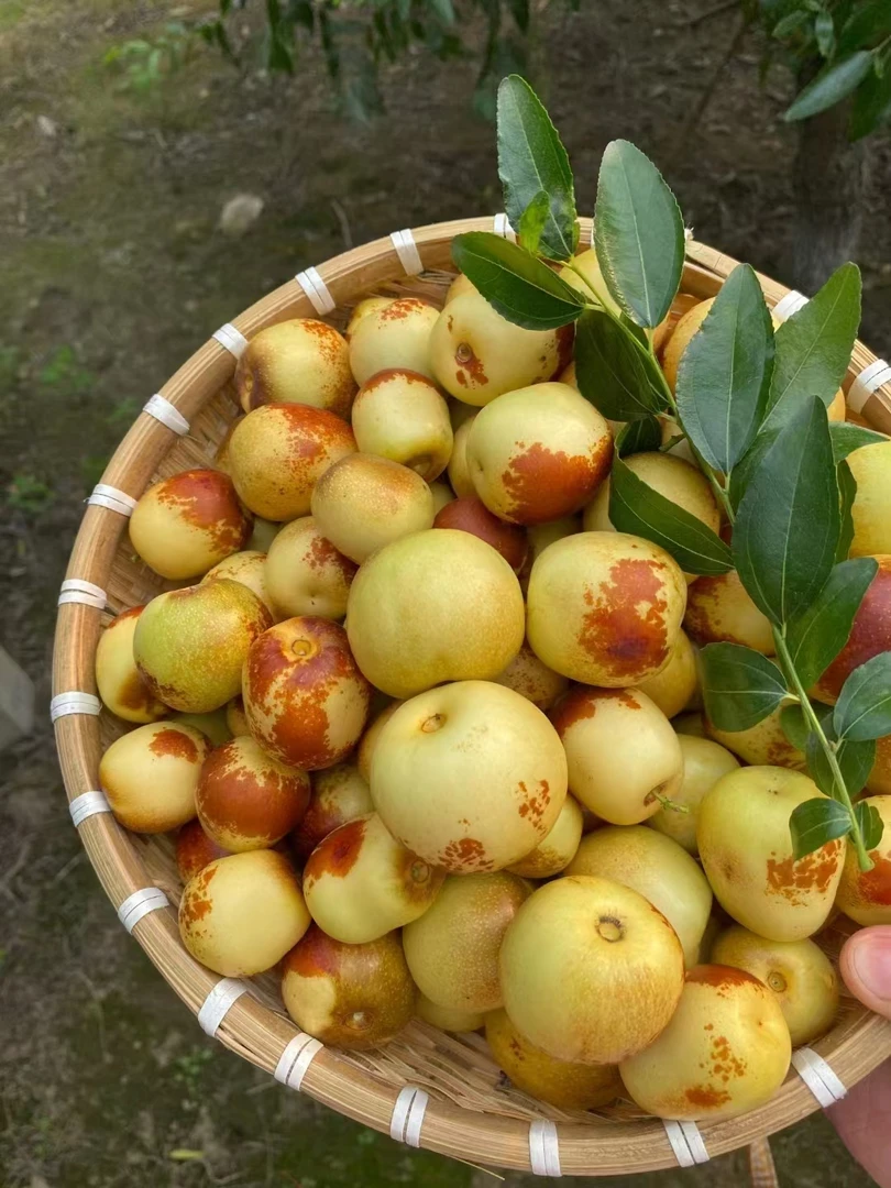 原产地正宗沾化冬枣现摘现发果大脆甜爽口