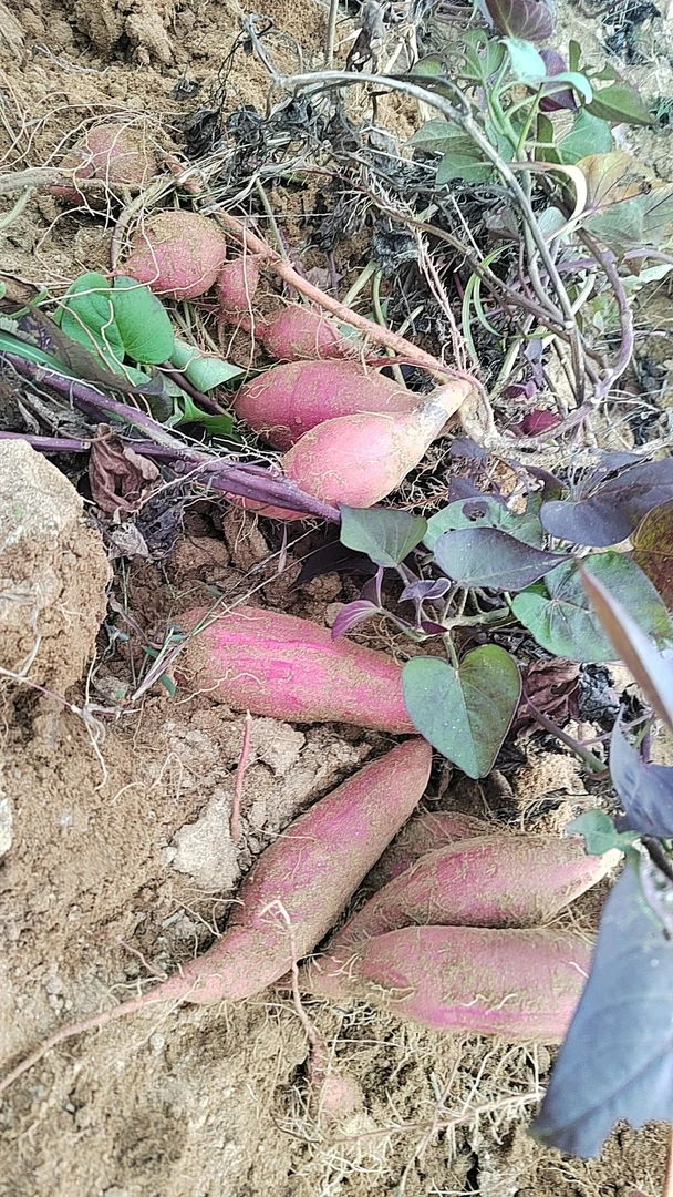大别山农村自种小蜜薯正宗沙地蜜薯农家香薯地瓜