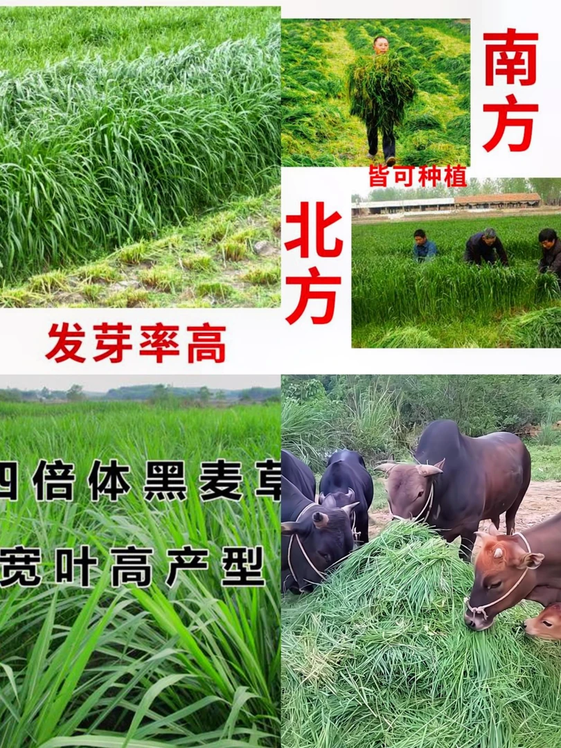四倍体黑麦草猪草种子牧草宽叶营养丰富柔嫩多汁