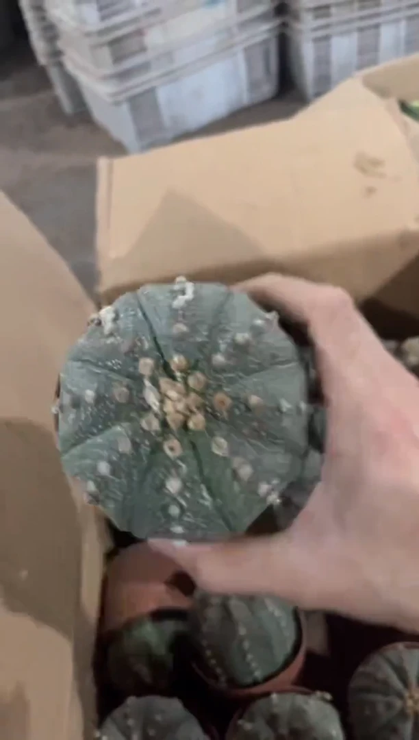 【闪购商品】大星兜 7-10cm