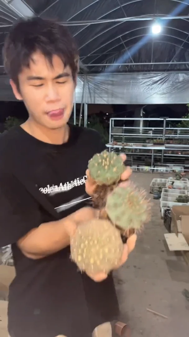 【闪购商品】3颗 裸鄂属 5-7cm 品种不指定