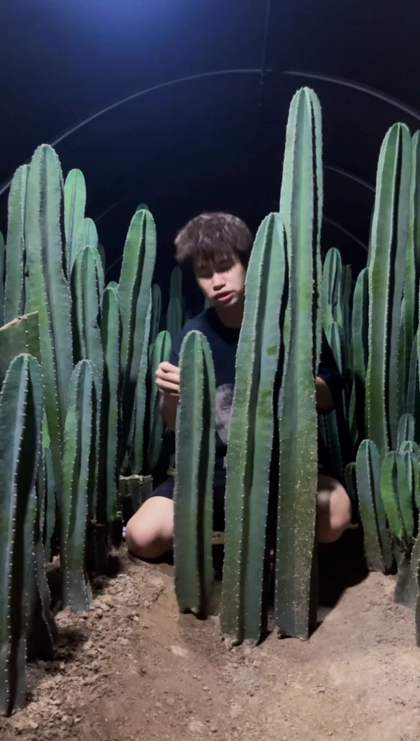 【闪购商品】40 60 80cm 量天尺【无根】