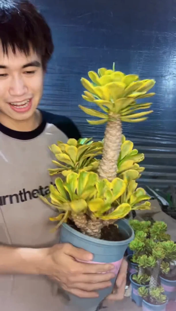 【闪购商品】【带锦】中大号多头扇贝麒麟