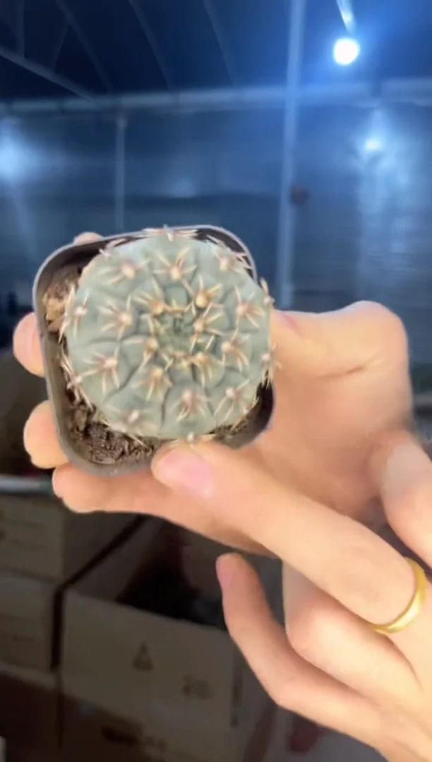 【闪购商品】6颗 实生根 3-5cm 菲花玉