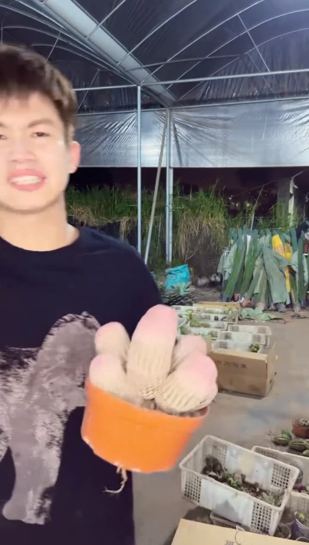 【闪购商品】6头 红太阳【带根】