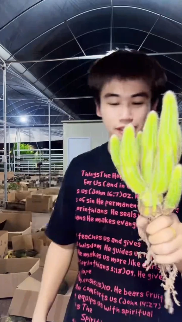 【闪购商品】维罗纳白檀