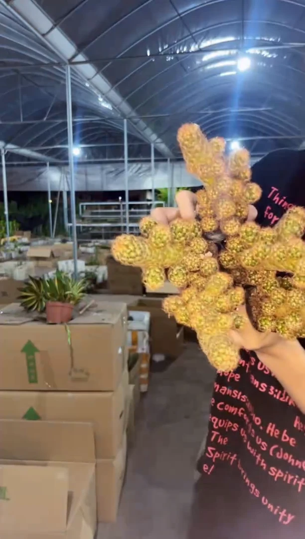 【闪购商品】5颗金手指