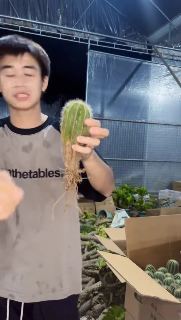 【闪购商品】单头银冠