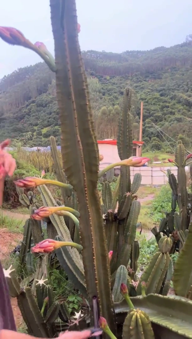 【闪购商品】80cm 量天尺【无根】不指定带花苞