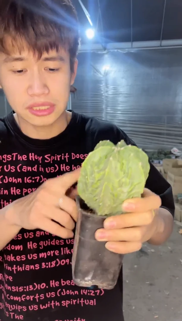 【闪购商品】核桃鸾凤玉