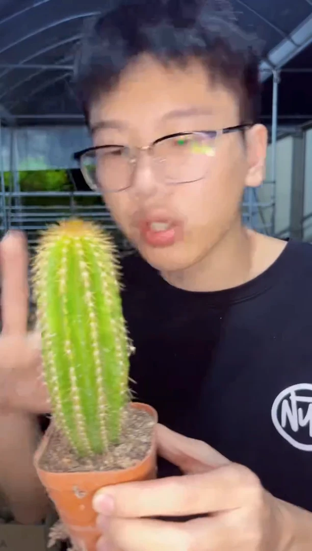 【闪购商品】高10-15cm 大凤龙