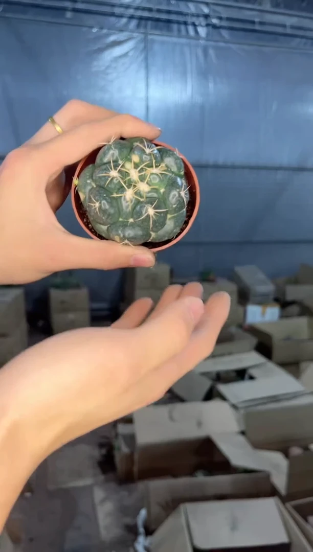 【闪购商品】象牙巨象5-7cm