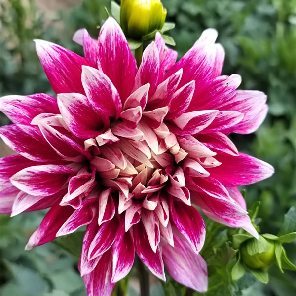 【草莓圣代1】甘肃临洮平哥大丽花种植 厂家直销 花径18盆栽庭院