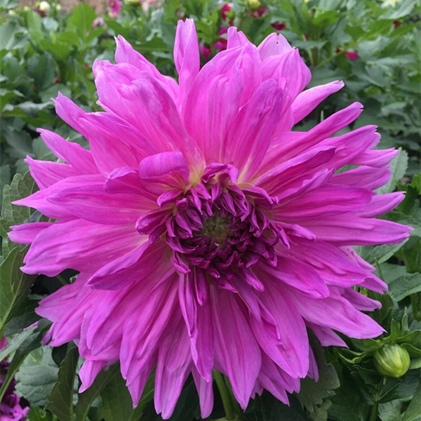 【紫霞】甘肃临洮平哥大丽花种植盆栽庭院绿化种球 花径22 地瓜花