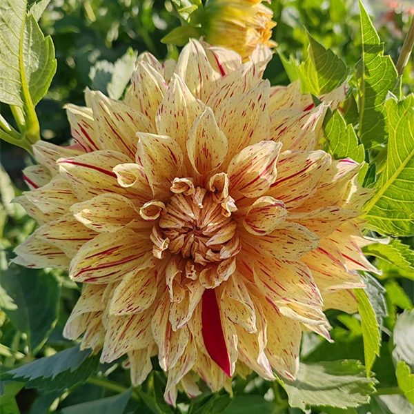 【涂夫人】甘肃临洮平哥大丽花种植 厂家直销 庭院绿化盆栽 花径20