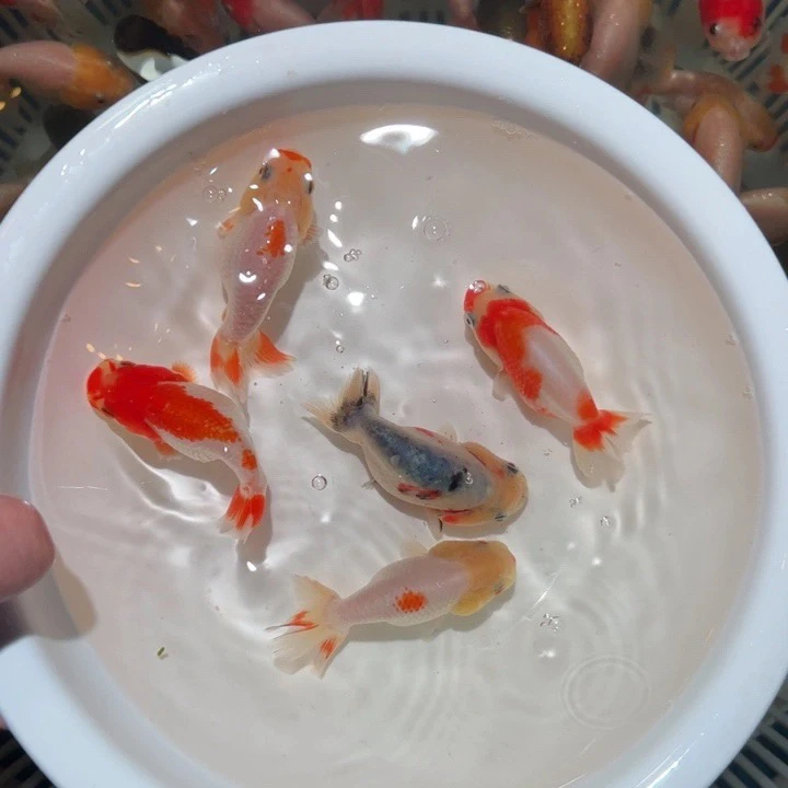 金鱼兰寿冷水金鱼 淡水波妞观赏鱼金鱼活鱼