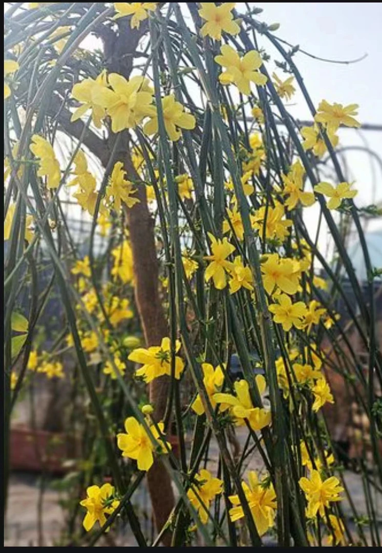高杆垂直探春花迎春花热卖春节前开花直播间一物一拍花期长