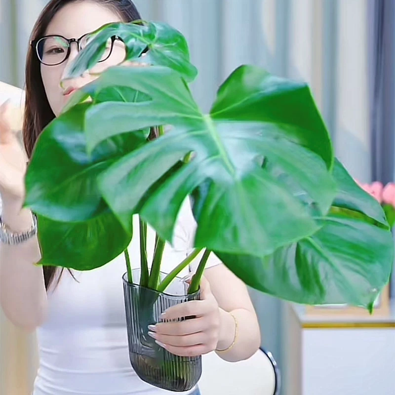 龟背竹水培植物好养易活室内植物净化空气