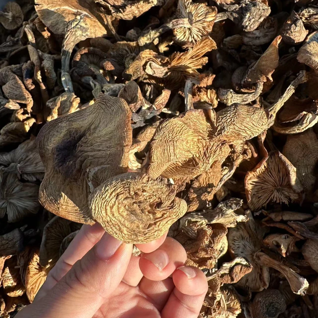 榛蘑新货 东北特产 自然晾晒 小鸡炖蘑菇无添加250克/袋