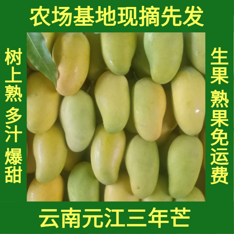 【甄选精品云南三年芒果水果产地直发】多汁芒果树上熟新鲜现摘现发