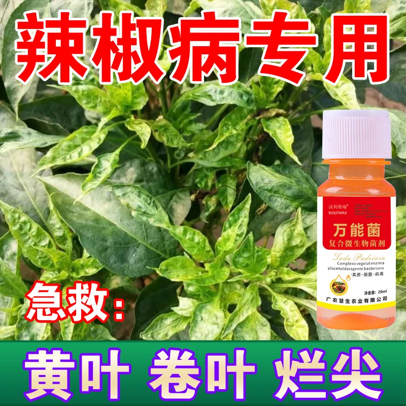 辣椒卷叶病专用肥炭疽黄叶枯萎根腐灰霉软腐病辣椒疫病清叶面肥
