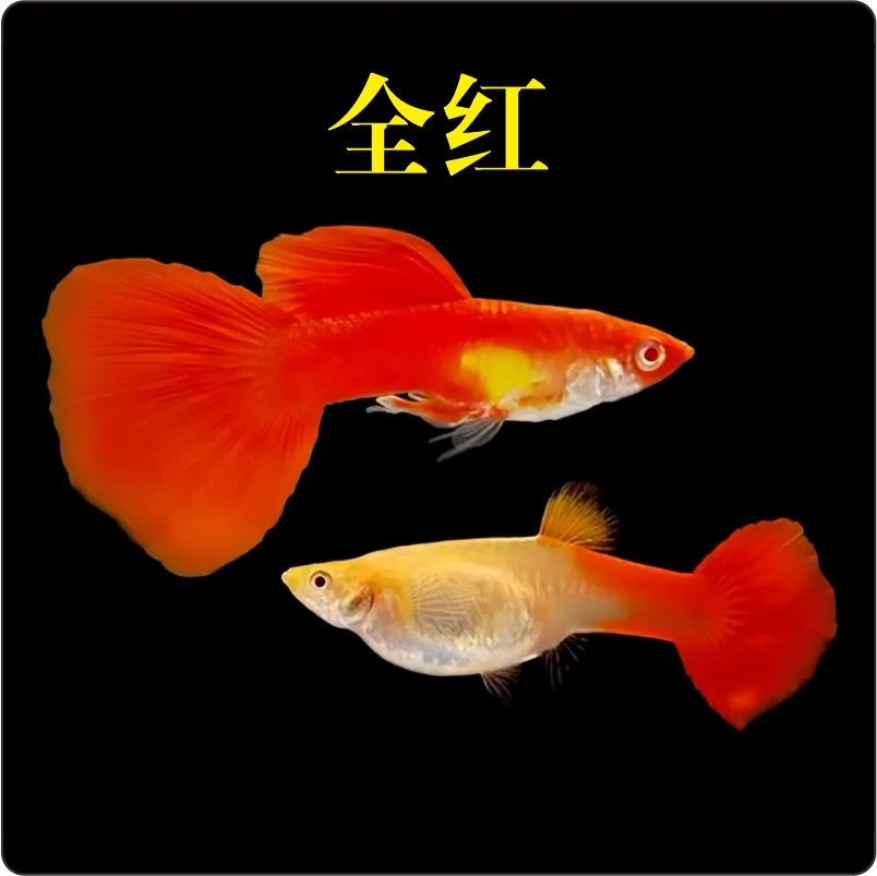 精品孔雀鱼观赏鱼（全红）混养临产生小鱼仔新手养鱼小型热带淡水