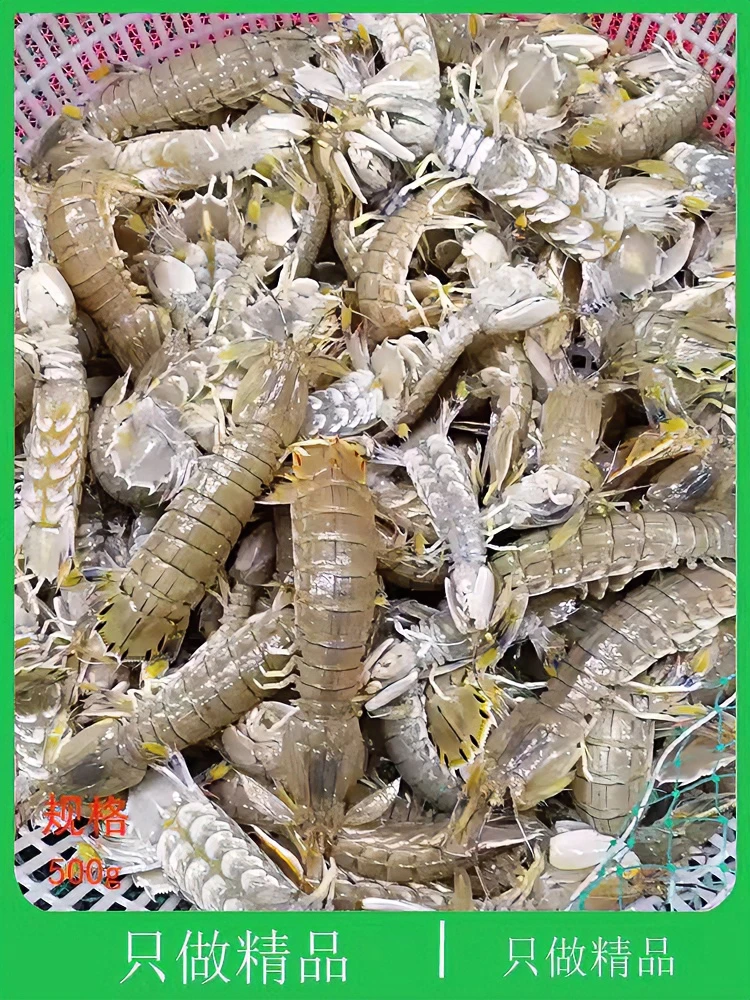 顺丰新鲜皮皮虾威海乳山本地小船捕捞鲜活爬虾虾爬子超大当天捕捞