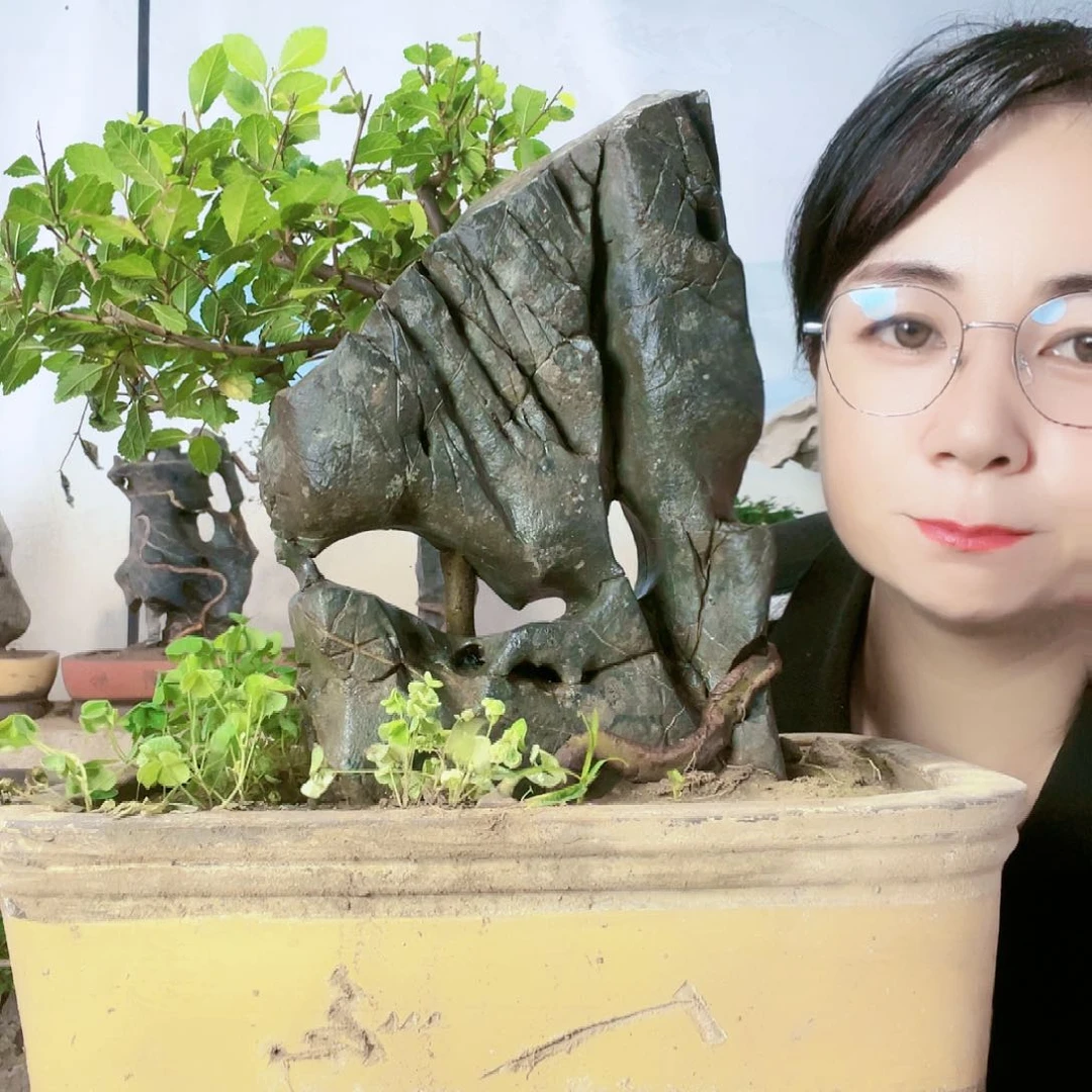 红陶20CM（含）-50CM（不含）老*