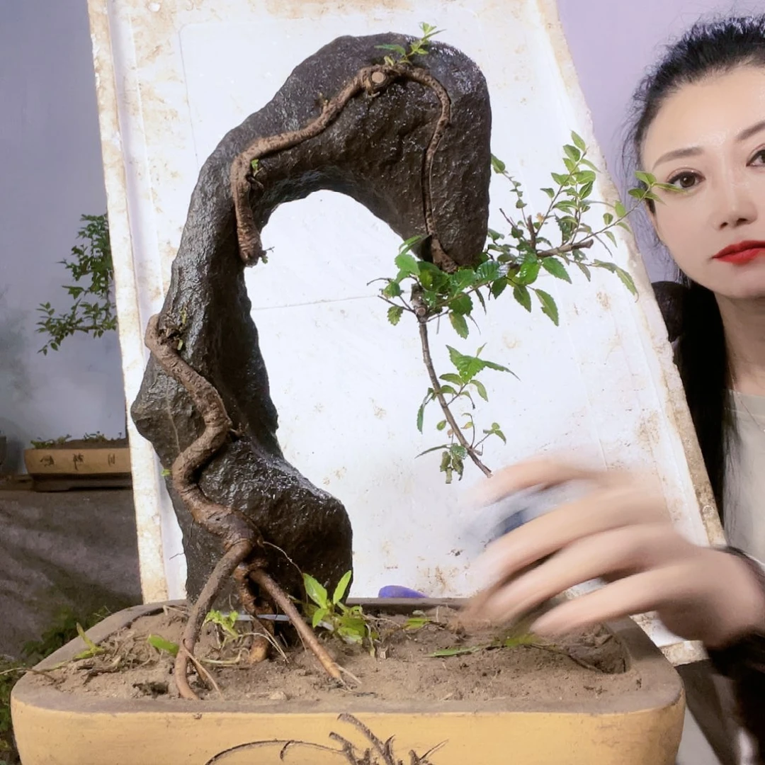 红陶20CM（含）-50CM（不含）炜****起