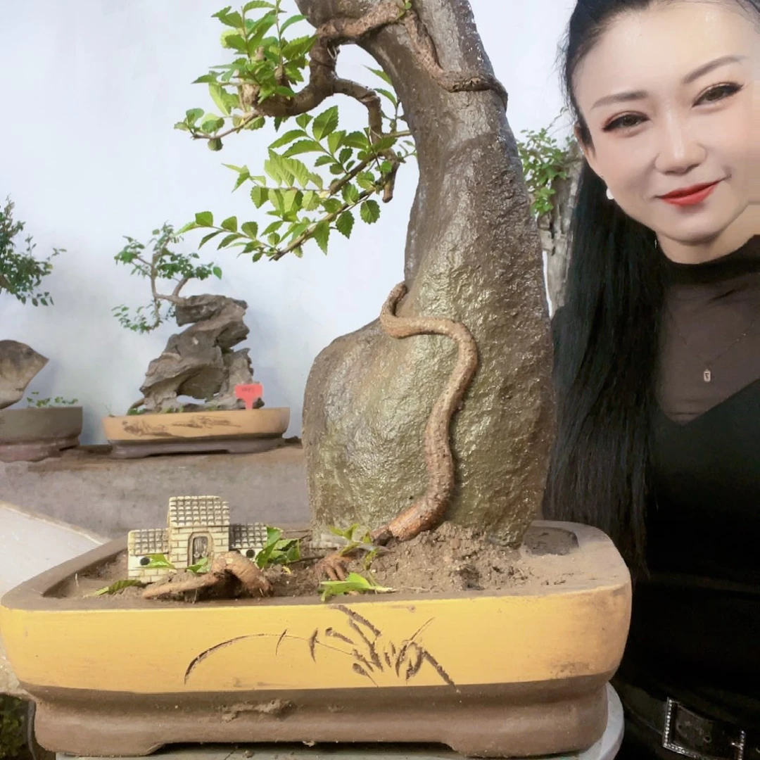 红陶20CM（含）-50CM（不含）云*