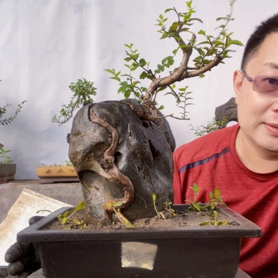 红陶20CM（含）-50CM（不含）名**哥