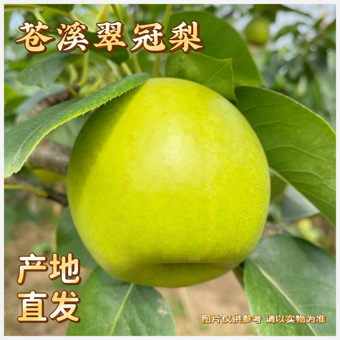 苍溪翠冠梨 脆甜多汁产地直发（坏果包赔）