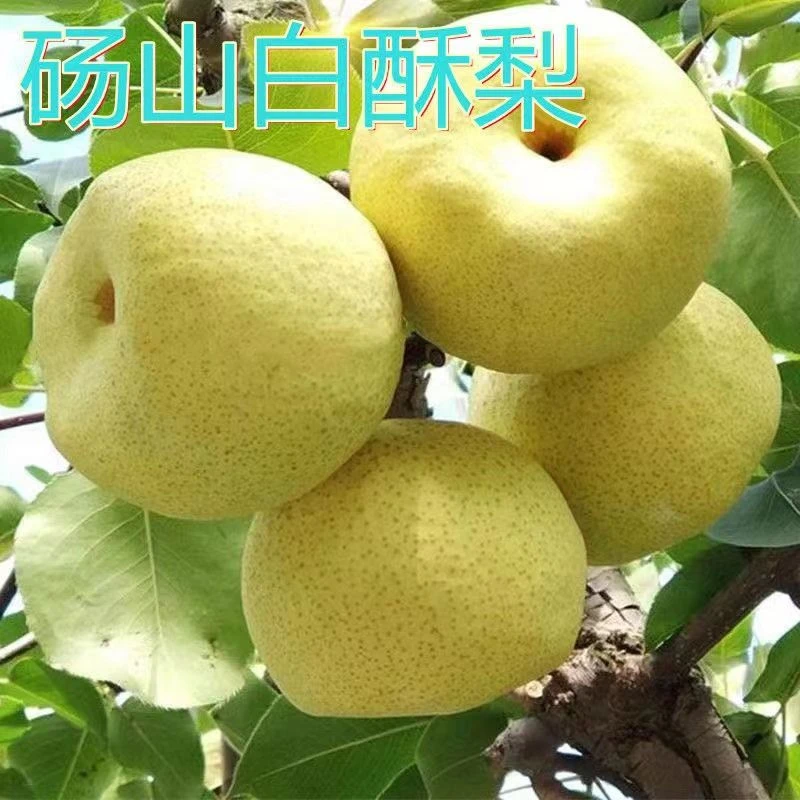 梨树嫁接苗砀山白酥梨树苗汤山酥梨子树苗当年结果南方北方种植