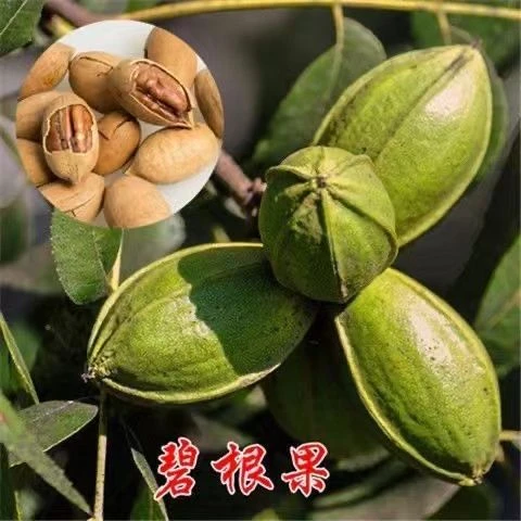 新品种薄壳核桃嫁接苗碧根果苗美国山核桃树苗南北方种植当年结果