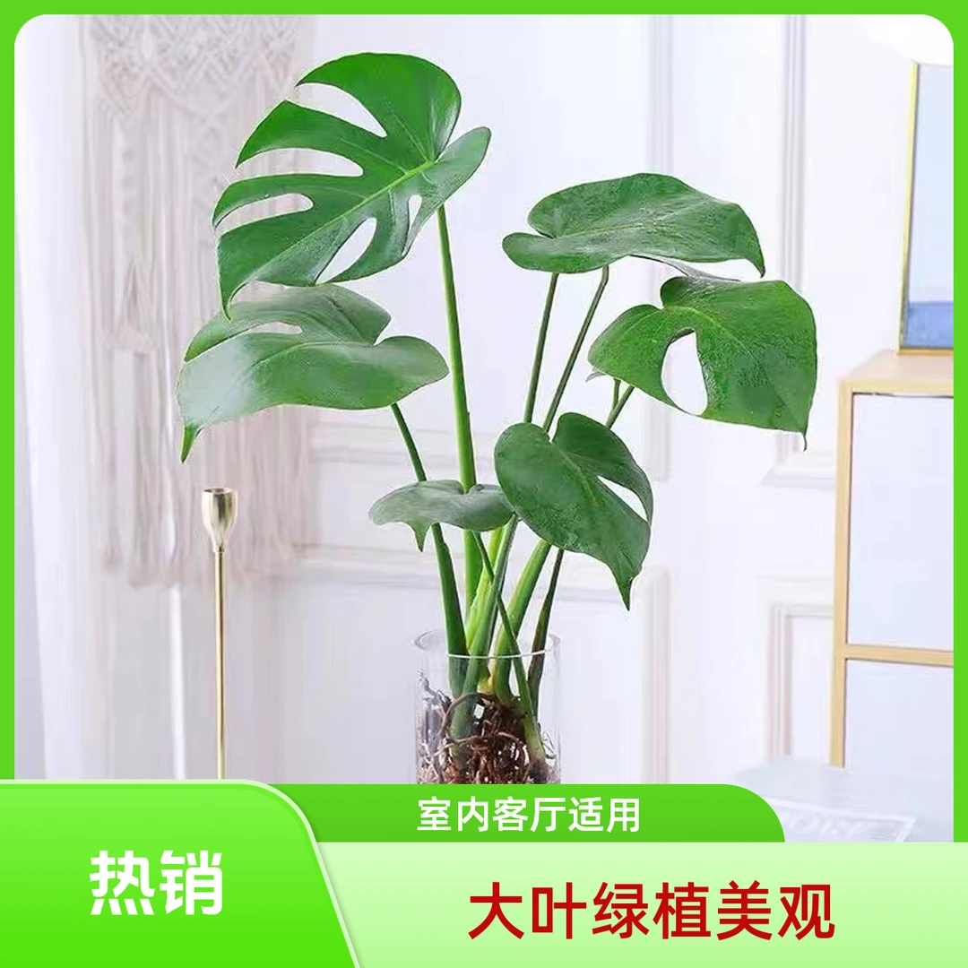 龟背竹盆栽大型绿植大叶富贵竹土培水培植物四季常青好养室内客厅