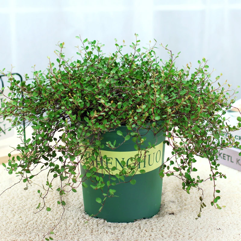 千叶吊兰室内植物垂吊阳台新房装修绿植花苗四季常绿好养蛋糕点缀