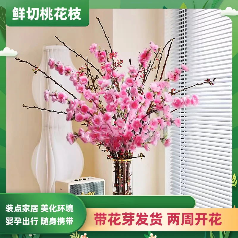 水培植物桃花枝鲜桃树干枝室内花卉盆栽鲜切年宵婴儿孕妇随行携带