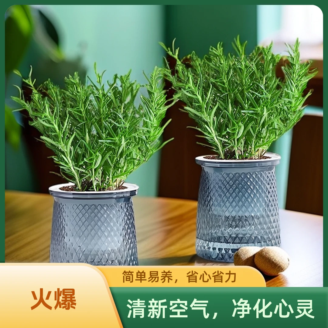 【迷迭香】可食用迷迭香盆栽用香草绿植室内新鲜花卉植物花苗阳台