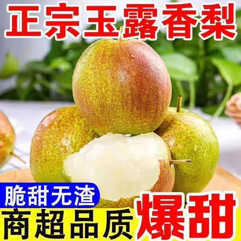 玉露香梨山西正宗新鲜水果脆甜水香酥梨源自当季鲜果整箱批发