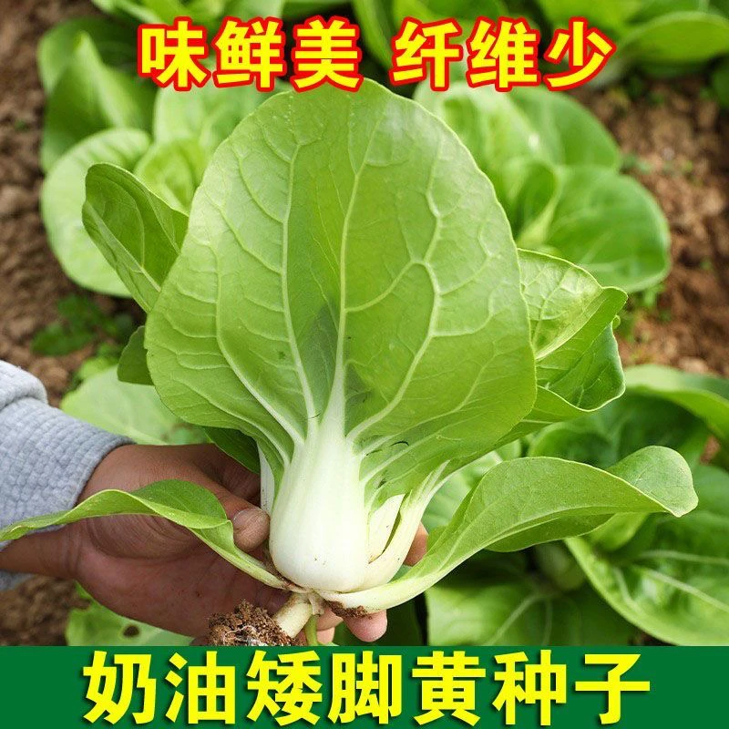 【满5包包邮】矮脚白奶白菜种子四季小白菜阳台蔬菜四季菜种子