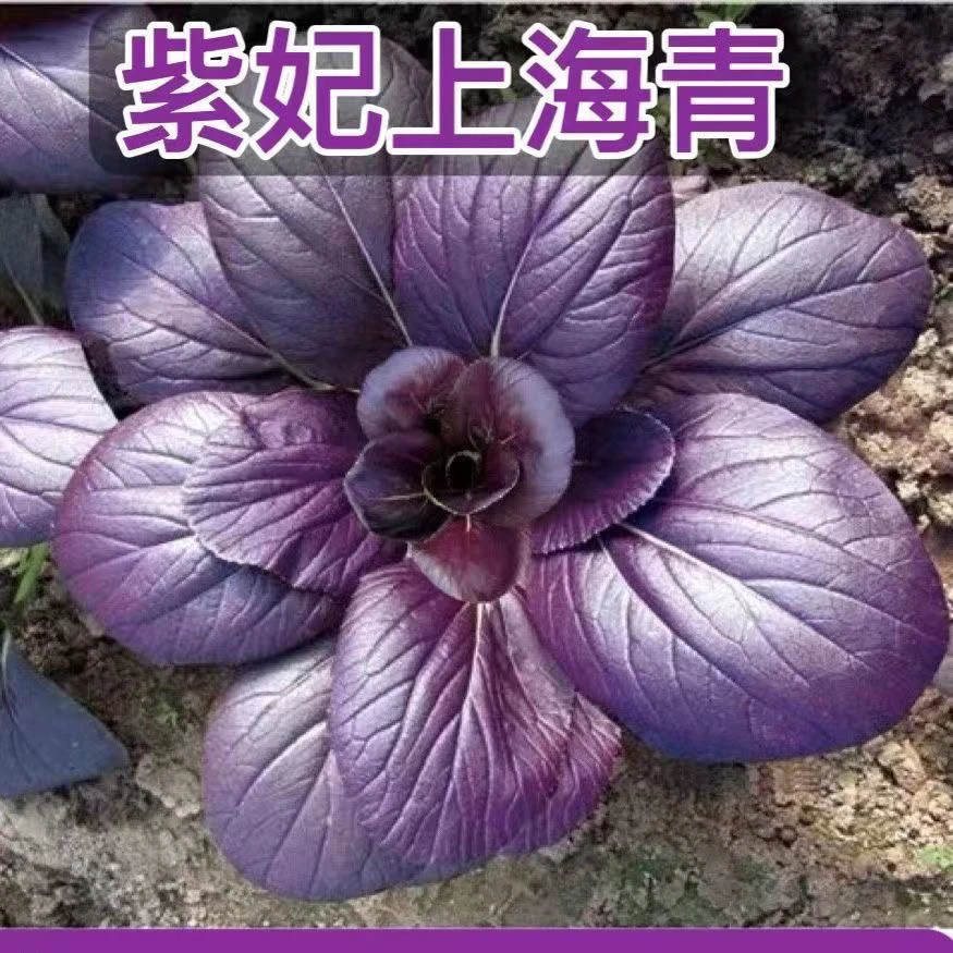 【全店满5包包邮】紫妃上海青种子紫青菜高营养紫美人青菜种子