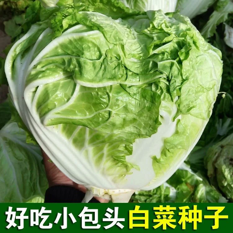 【全店满5元包邮】好吃小包头白菜种子火锅菜甜白菜籽叶多无筋种子