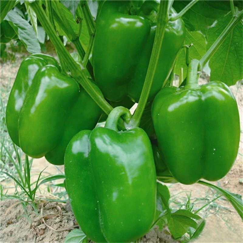 【全店满5包包邮】甜椒种子大甜椒灯笼椒菜椒阳台菜园春秋蔬菜种子