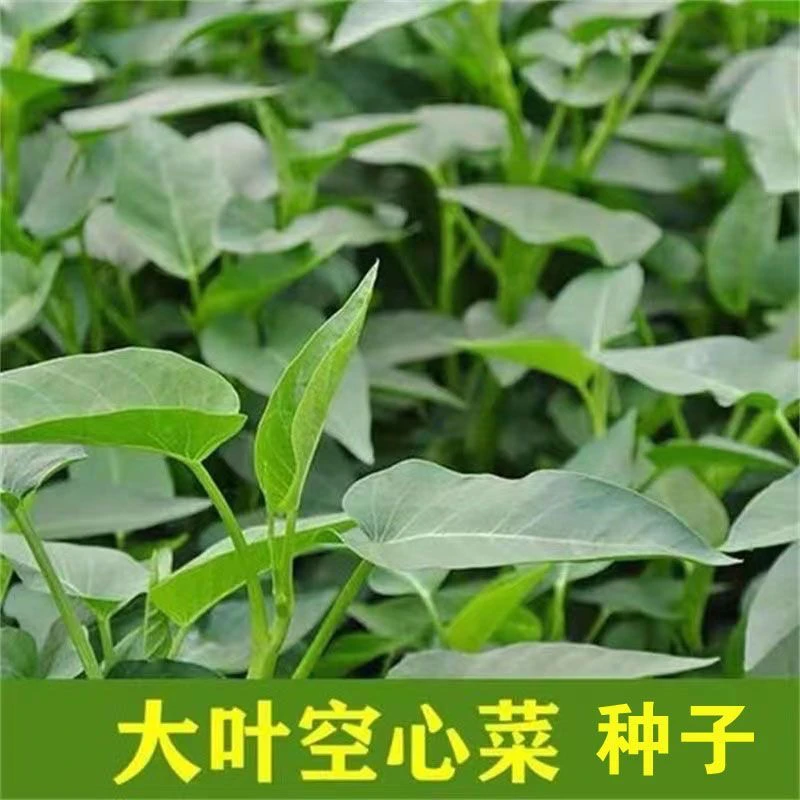 【全店满5包包邮】大叶空心菜种子四季蔬菜种子