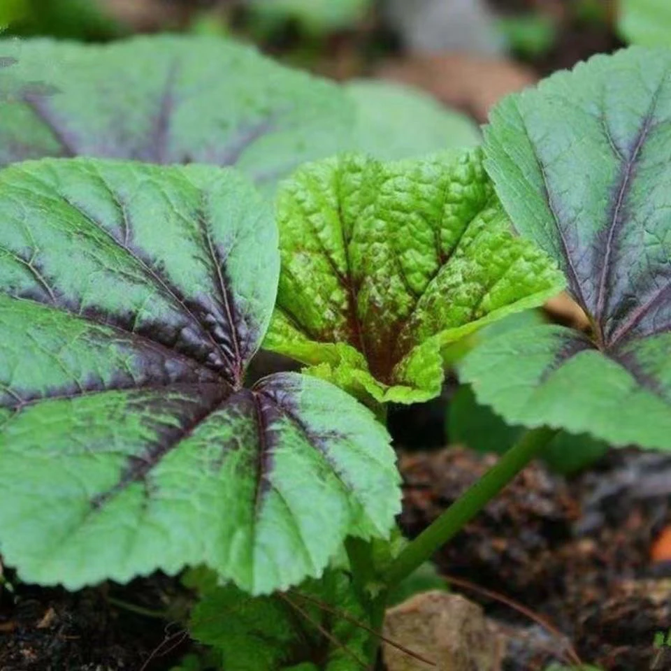 【全店满5元包邮】糯米冬寒菜种子苋菜阳台菜园盆栽均可种植